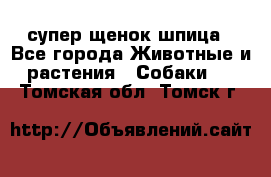 супер щенок шпица - Все города Животные и растения » Собаки   . Томская обл.,Томск г.